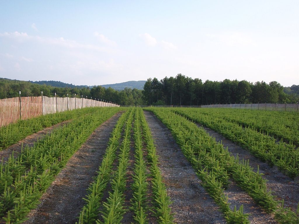 Asack & Son Christmas Tree Farm & Christmas Tree Seedlings and